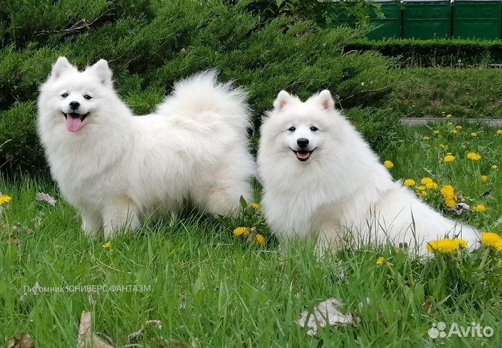 У нас можно купить щенка японского шпица