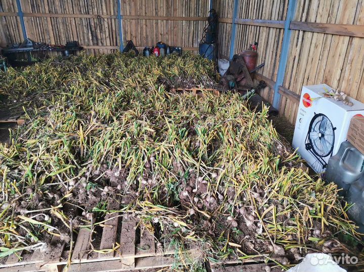 Чеснок сотовой.Озимый чeснок