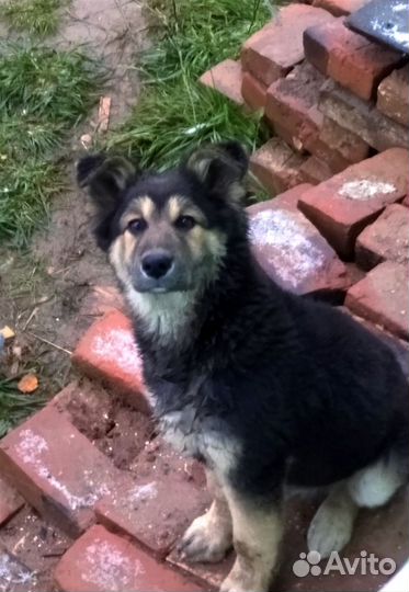 Подарите дом Мишутке