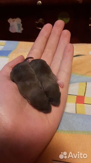 Крысы double рэкс