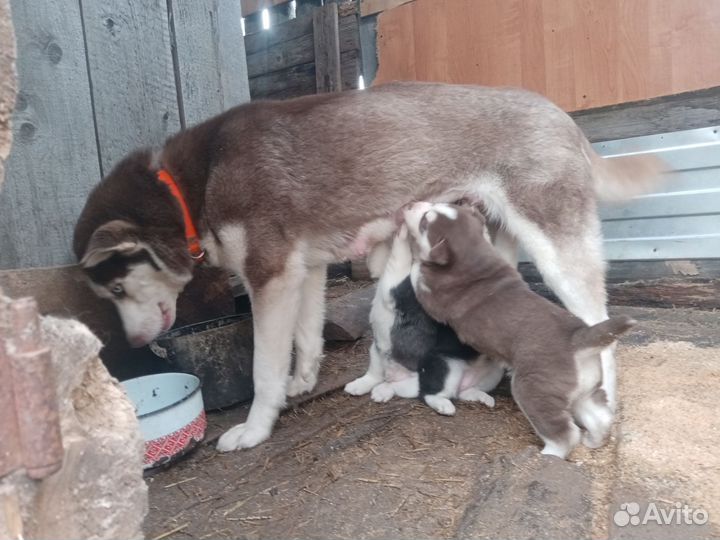 Сибирский хаски