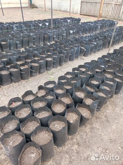 Пионы на весну и осень (саженцы)