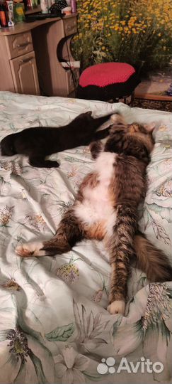 Черный кот В добрые руки