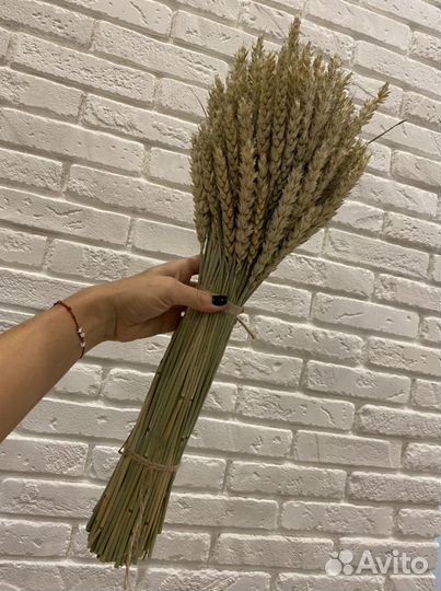 Пшеница сухоцвет натуральная