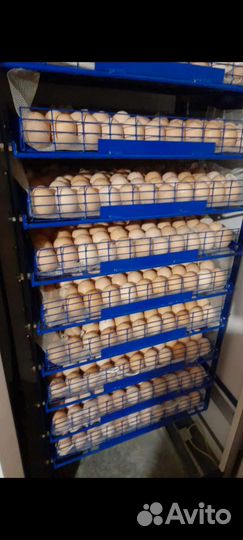 Инкубационное яйцо