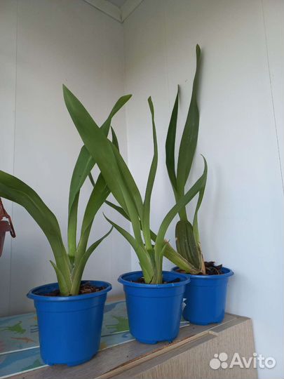 Орхидея Камбрия