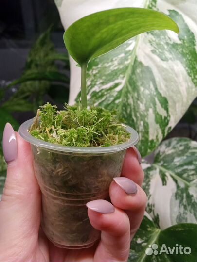 Сциндапсус пиктус треби