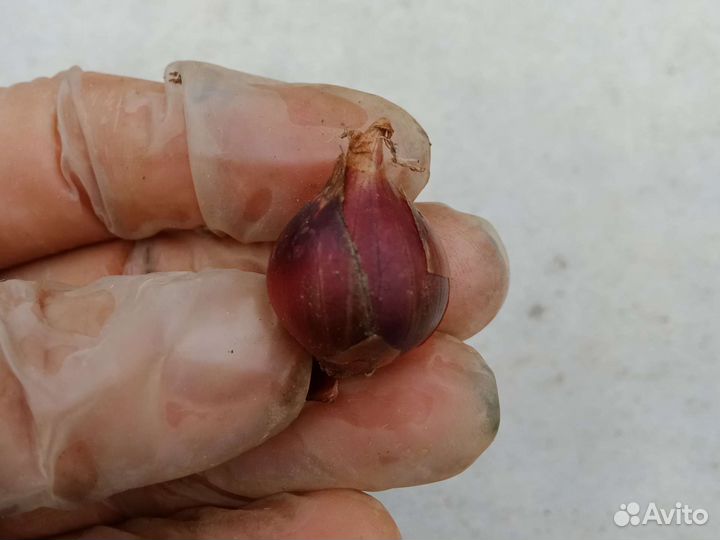 Лук многолетний многоярусный