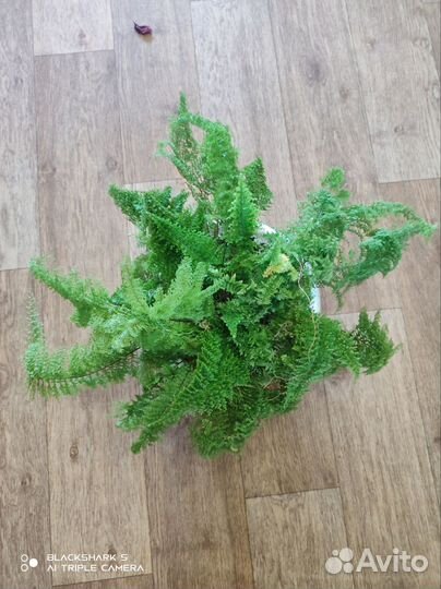 Комнатные растения и цветы