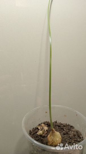 Китайский лук