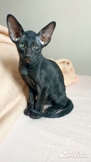 Ориентальные котята экстрим