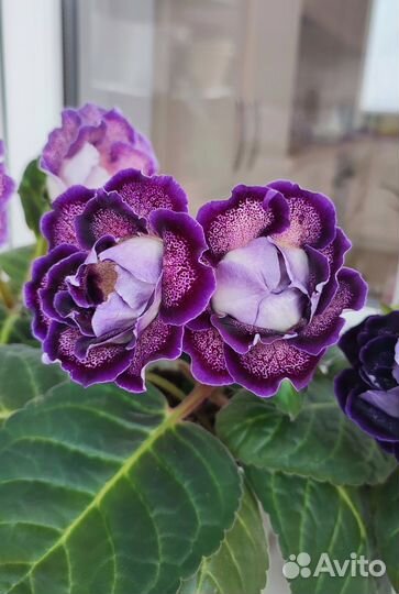 Глоксиния цветущая