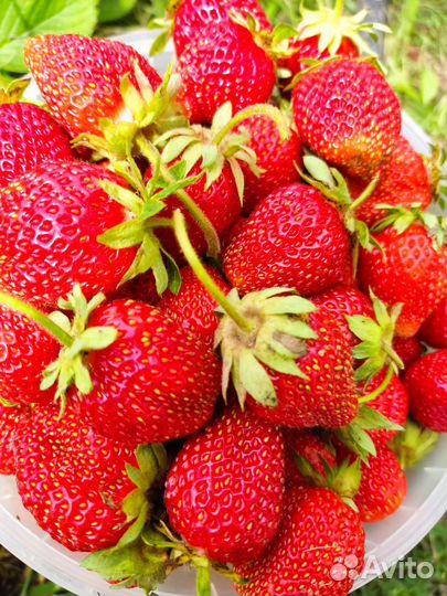 Виктория свежие ягоды