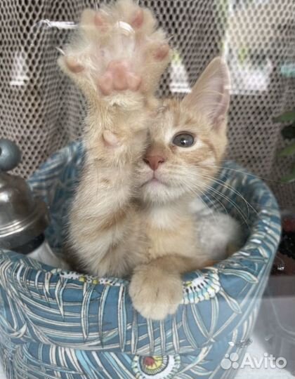 Рыжий котенок в добрые руки