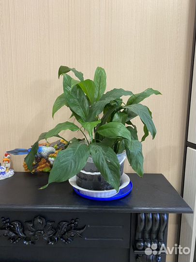 Комнатные растения