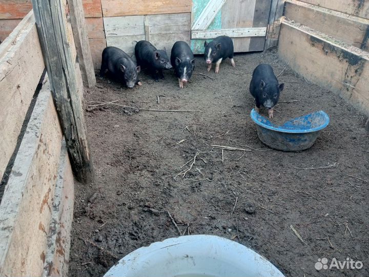 Вьетнамск вислобрюхий поросенок