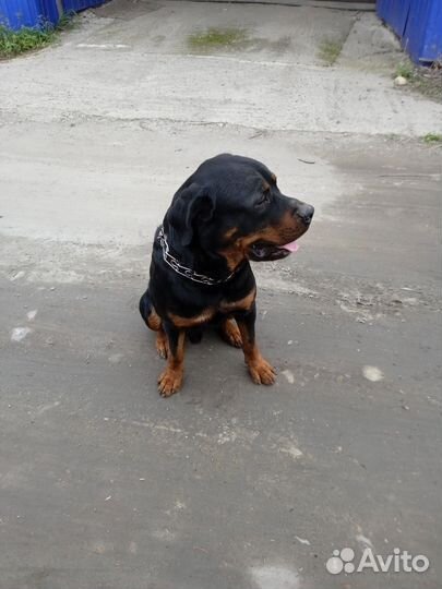 Ротвейлер ищем девочку