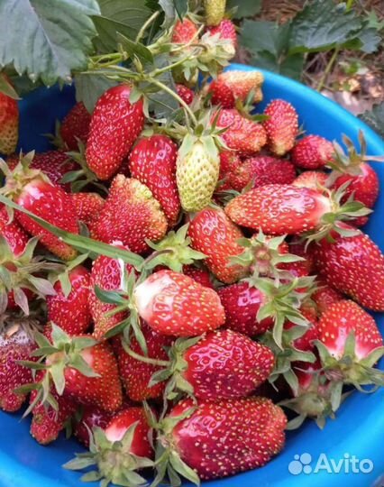 Рассада клубники купчиха