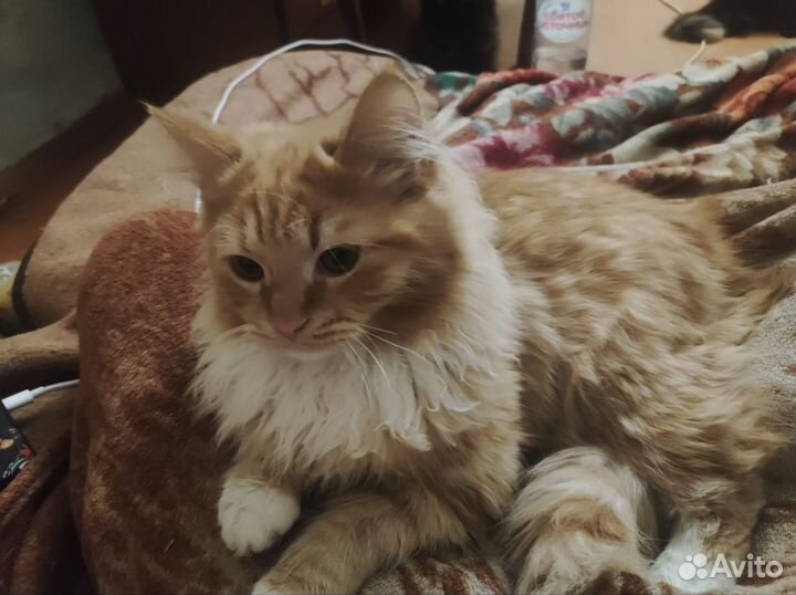 Кошка и кот