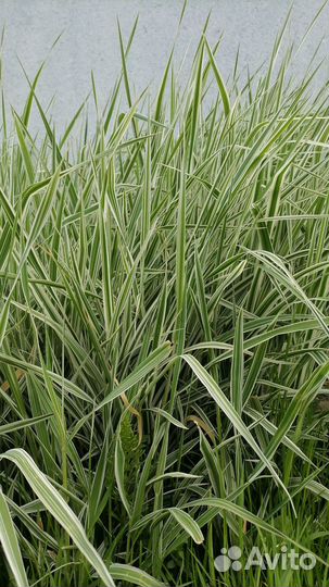 Декоративная трава для сада