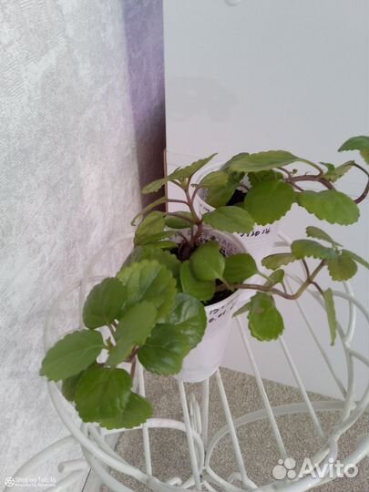 Плектрантус или Скандинавский плющ