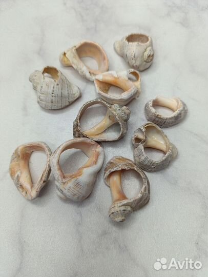 Набор ракушек морских натуральные