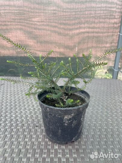 Гибискус, вереск, туя смарагд растения