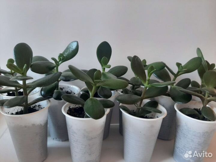 Денежное дерево (толстянка, крассула)