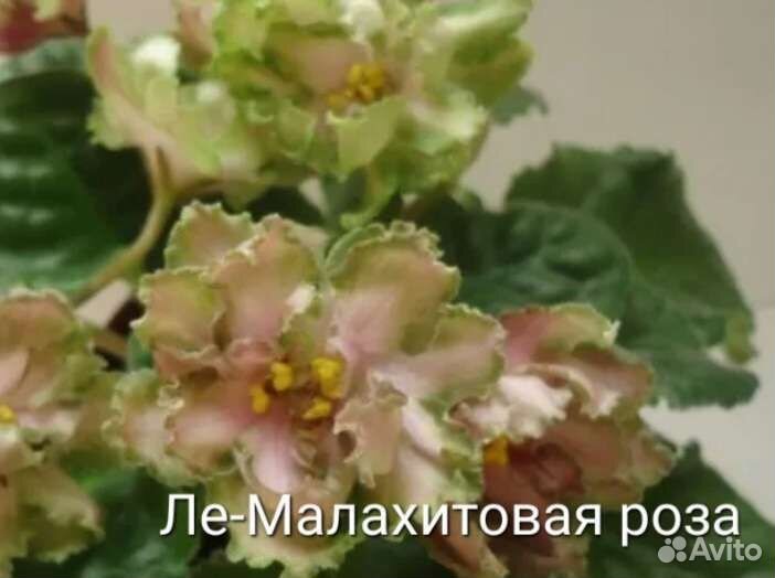 Фиалки сортовые