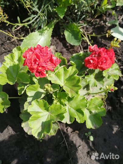 Герань красная