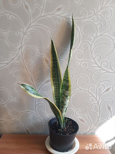 Сансевиерия лауренти