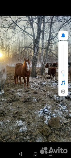 Продам жеребца