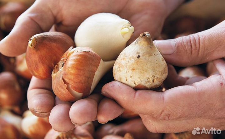 Луковицы тюльпанов оптом