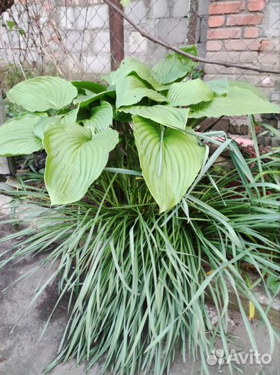 Лилии, Хоста растение, ромашки