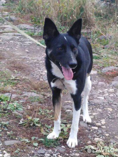 Собака Жужа