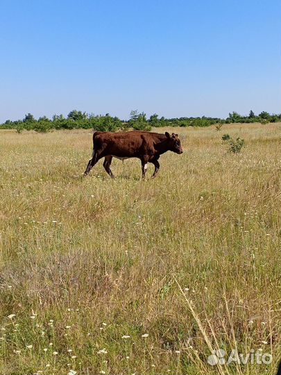 Бычки и Тёлочки