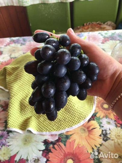 Саженцы винограда. Черенки