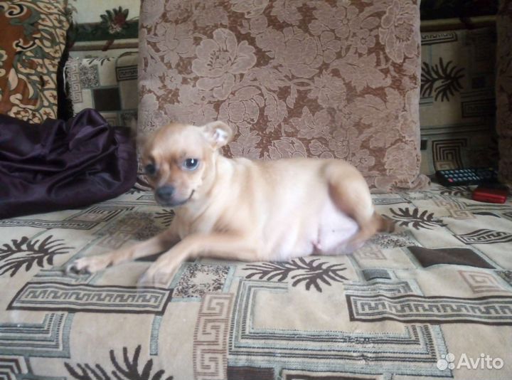 Той-терьер щенки