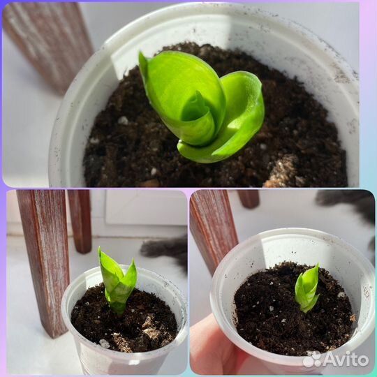 Сансевиерия ханни (тёщин язык)