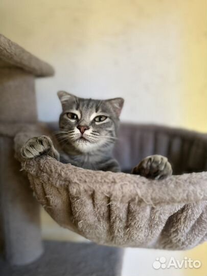 Кошечка