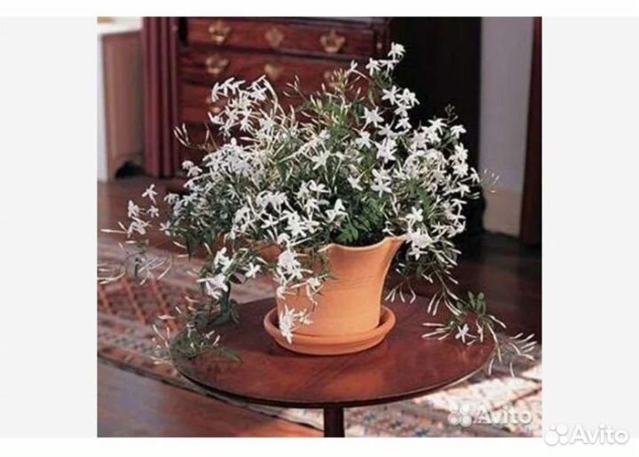 Пеперомия(14.08 обновлено)