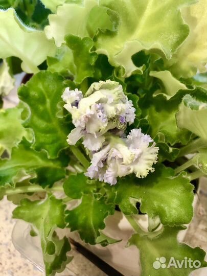 Комнатные цветы Фиалки