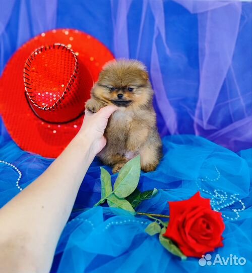 Шпиц милый мишка