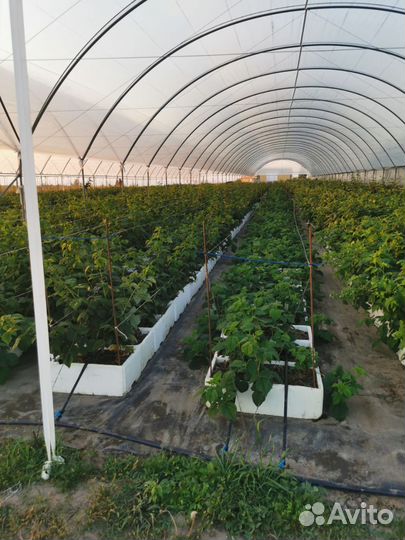 Саженцы зкс малины и ежевики опт, мини опт