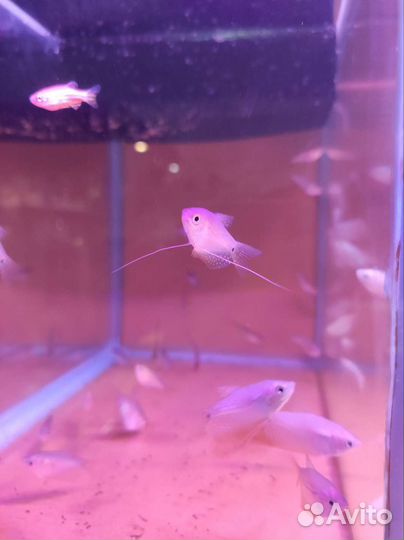 Гурами белая Аквариумные рыбки в ассортименте