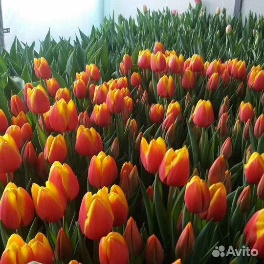 Тюльпаны оптом