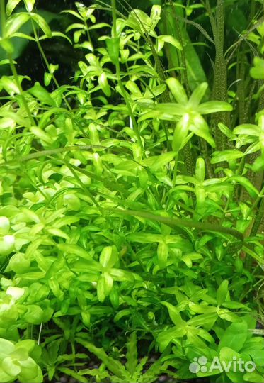 Креветки для аквариума, хелены и растения