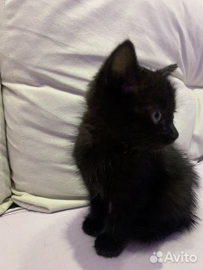 Котик в добрые руки