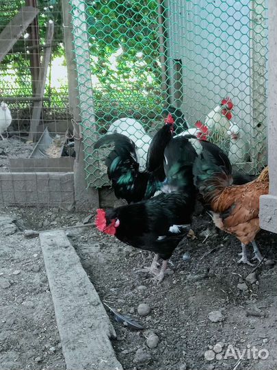 Петухи и молодые карликовые курочки