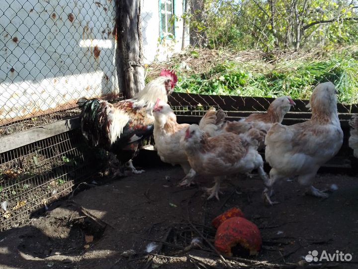 Куры фавероль лосось